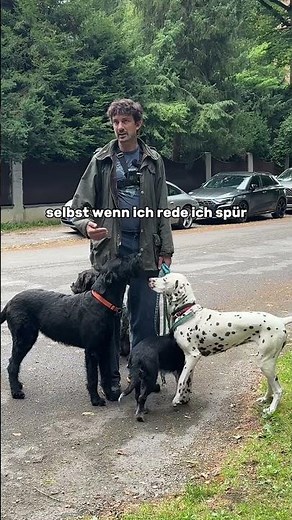 10-3 for the dog?
