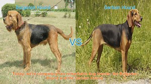 Bulgarian Hound vs. Serbian Hound: A Comparison of Two Remarkable Dog Breeds