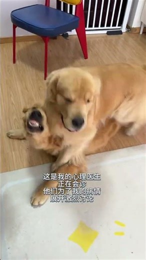 Decoding Dog Play: What Does Your Pup's Behavior Mean