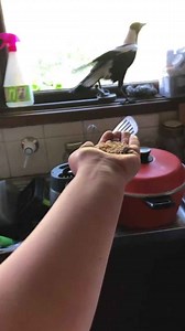 Ok magpie frem followed me inside, how was your morning?