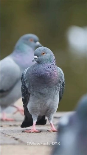 Mirror Surprise: Pigeons Pass the Self-Recognition Test 🐦