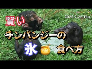 【旭山動物園チンパンジー】忍者チンパンジーご馳走にありつく🧊🍯Smart chimpanzees using tools