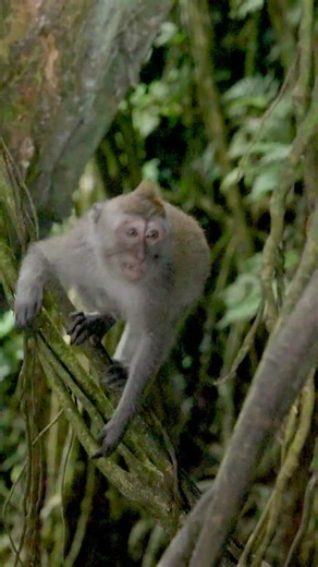 Adorable Monkey Leaps Through Trees! 🐒✨