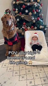 163K views · 92K reactions | I love how unbothered Baby Sis is … let’s just say that’s not how it goes anymore  any toy stealing is met with loud shrieks these days  #thegrinch #kleptokobe #kleptodog #retrieverproblems #dogsofinstagram | Air Bud Kobe | Facebook