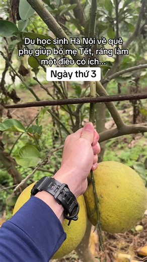 Sinh viên Hà Nội trở về quê phụ giúp bố mẹ Tết