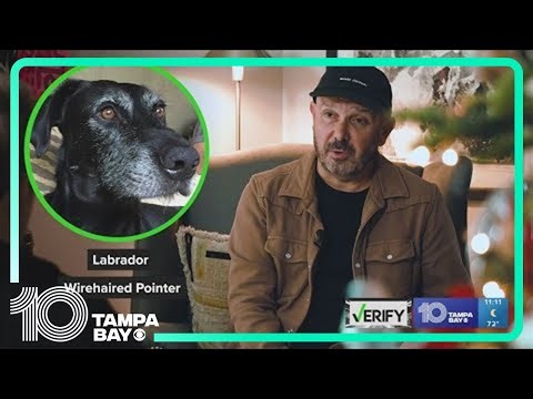 Do dog DNA tests actually work?