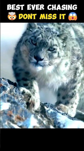 Snow Leopard Chase: Thrilling Encounter in Snowy Mountains | Epic Wildlife Footage