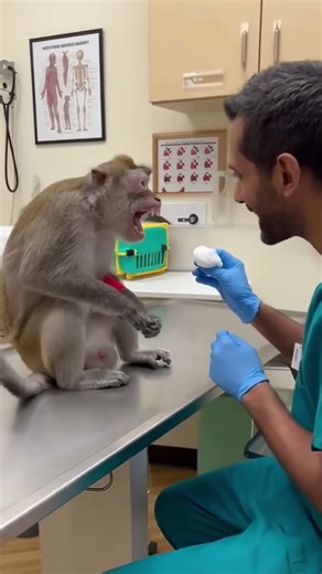 Monkey Gets Angry at the Doctor 😡💉