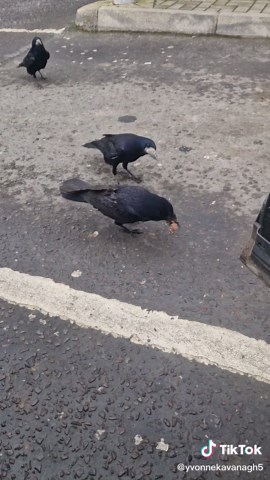 Friendly Rooks and Crows: A Heartwarming Encounter