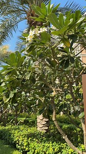 13K views · 29 reactions | The world’s FIRST Nobu by the Beach has opened in Dubai!  You need to add this to your bucket list! Book your escape to this iconic destination > https://bit.ly/4jyKBDY | Luxury Escapes | Facebook