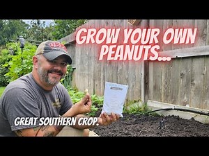 How to Plant/Grow Peanuts || DHBG