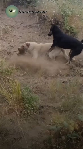 Two Dogs Battle Fiercely in the Wild | Intense Dog Fight Caught on Camera