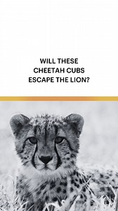 Lions and cheetahs often find themselves at odds. As apex predators, lions dominate the food chain and can pose a significant threat to cheetahs, particularly during territorial disputes or over food sources. Lions may chase off or even attack cheetahs to assert dominance or eliminate competition for prey. For cheetahs, survival means staying vigilant and avoiding direct confrontation with these powerful adversaries. Their speed and stealth are their best defenses, but encounters highlight the c