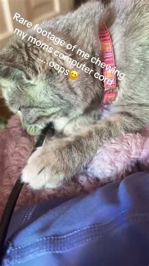 Oops I was hungry …. #memes #helpmemakethismakesense #funny #comedy