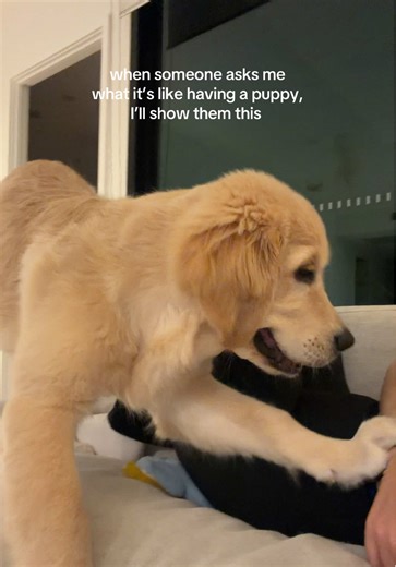 Understanding Puppy Biting: Tips for Golden Retriever Owners