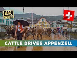 wonderful Swiss custom🇨🇭goats & cows walk to Appenzell 🐮 cattle drives back from the alps 🫶