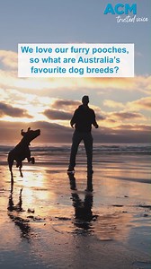 2.4K views | Aussies love their fur babies, but what breed is the favourite in each state? What's your favourite breed? #ACM #TrustedVoice #DogBreeds | The Bendigo Advertiser | Facebook