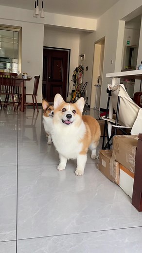 Corgi Puppies Playing Together in a Modern Home