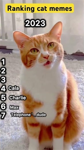 Ranking legendary cat memes (Then vs Now) - The OG is still king!