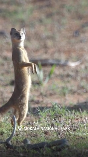 5.5K views · 41 reactions | Seek refuge from city life with an escape into the tranquil, expansive natural landscapes of Mokala National Park. Remote. Intimate. Pristine. Mokala National Park awaits. #MokalaNationalPark #LiveYourWild #SANParks #WildBackyard | South African National Parks | Facebook