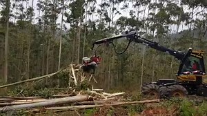 45K views · 432 reactions | Eco Log 590D debarking eucalyptus with a Logmax 6000B Credit: Log Max Iberia | Forestry Equipment in Action | Facebook