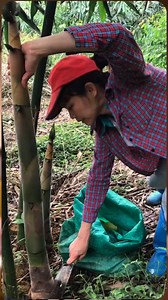 71K views · 401 reactions | cutting bamboo shoots #bambu #bambukuning #bambumuda #rebung #bamboshoot #bamboocutting #asmr #satisfying #relaxing #cutting #skills | Studio All | Facebook