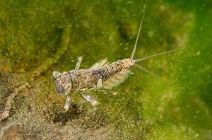 Mayfly Entomology Course for Fly Fishing | The Catch and The Hatch