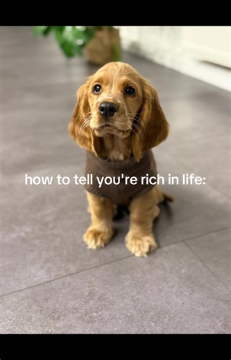 #cockerspaniel#puppy#tierheim#viralvideos