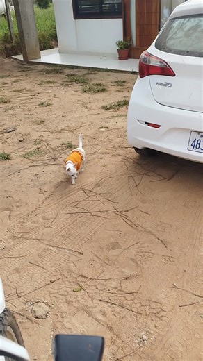 Videos de JMV (@jmv1664) con “sonido original - eldocetv”