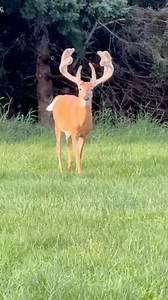 17K views · 584 reactions | #deerhunting | Hunt's End Deer Ranch | Facebook