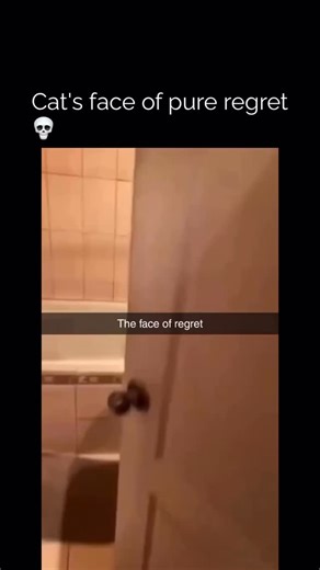 UltraMemes | The domestic feline (Felis catus), typically known for its meticulous self-grooming and inherent aversion to immersion, often displays a... | Instagram