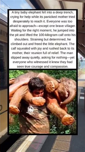A Quiet Hero: The Man Who Saved a Baby Elephant