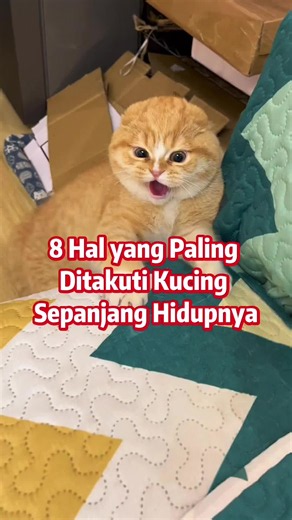 8 Hal yang Paling Ditakuti Kucing Sepanjang Hidupnya#kucingindonesia #pecintakucing #kucinglucu #kucing #anabul