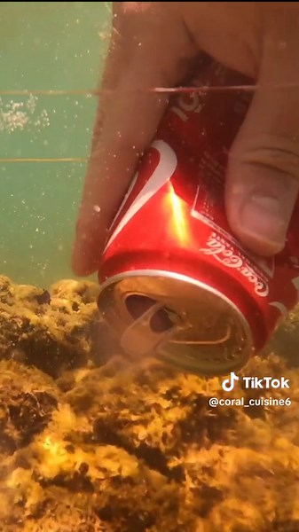 Coral_Cuisine trên TikTok