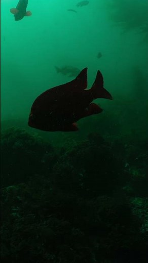 The Power of Strobes