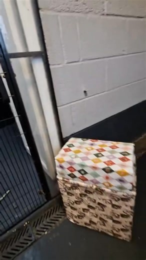 Santa Paws has been a little early this year for the residents 🎅🏼 We’d like to take this opportunity to wish everyone a wonderful Christmas and New Year and thank everyone for all the support and generosity this year - we couldn’t do it without everyone’s help ✨ | Paws a While Shelter