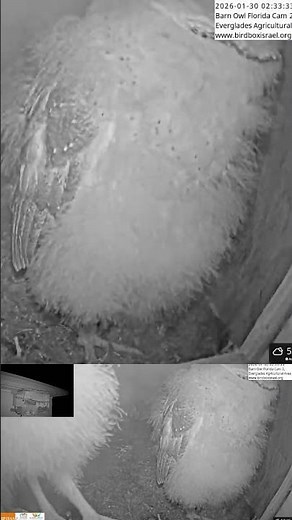 **😍 Three Baby Barn Owls Together | OMG Wildlife! **