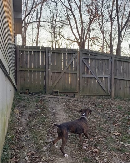 1.7M views · 44K reactions | Nothing will stop these pets...they can't be contained!  | Animal Antics | Facebook