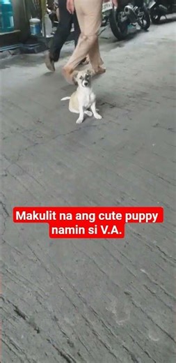 TUTA NAMIN LUMALAKI AT MAKULIT NA #v.a. #cute #puppy #petlovers #svo2.176