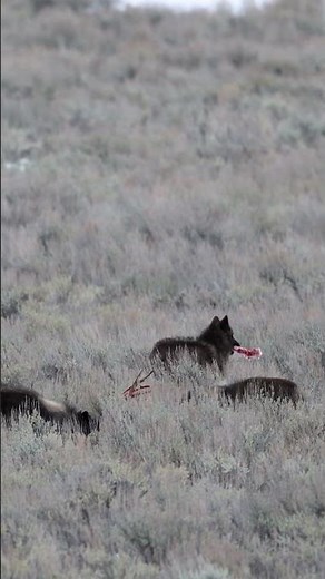 Wolves Feeding on an elk in Yellowstone National Park #wolves #yellowstone #nature #wildlife