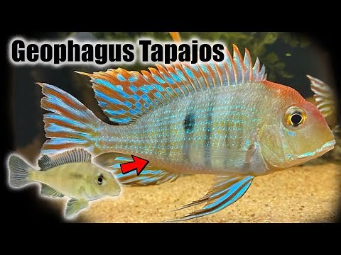 Geophagus Tapajos | Growth Rate & Evolution