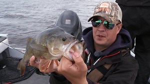 7.7K views · 227 reactions | The biggest perch ever caught in the history of Perch Pro! :O Well done Tom Backlund and Team Stockholms Fiske! Check out episode 2 of Perch Pro 2017 here: https://www.youtube.com/watch?v=XcZHzI_fPBU | Kanalgratis.se | Facebook
