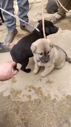 Cute dog | Adorable and well-behaved black Hmong short-tailed puppy | Bac Ha dog market on Sunday
