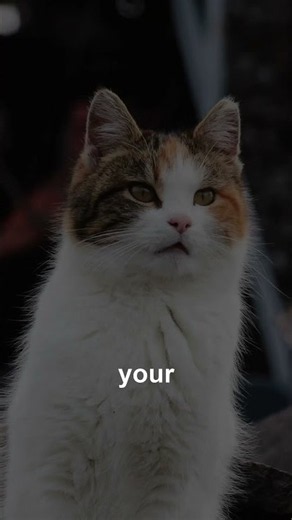How To Get Rid of Cat Dandruff at Home