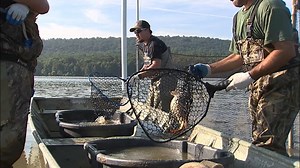 Game Commission tackling invasive carp problem at Middle Creek