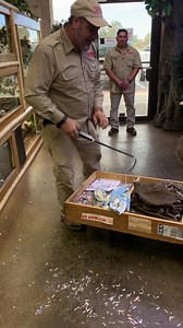 Wow these gaboon vipers are absolutely insane 😳 | Jayprehistoricpets