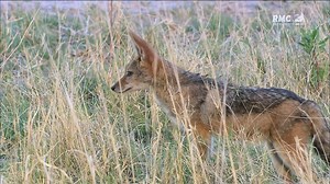 Documentaire : Les Guépards