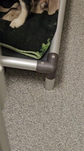 44K views · 994 reactions | Time to shine, Dorm 9! This lovely assortment of adoptable doggos came to us through a Lifesaver Rescue transfer out of Quincy the other day. We hope they enjoy their stay and that it is short and sweet! | Seattle Humane | Facebook