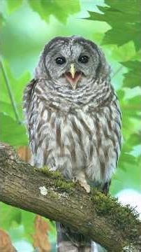 Owls learning to fly together