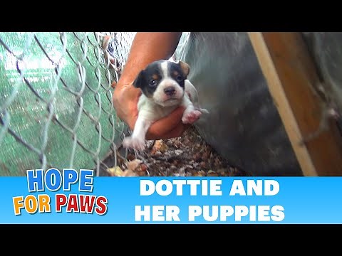 Hope For Paws: Homeless mom gives birth to three puppies on a college campus. Please share. #puppy